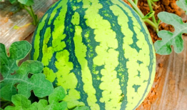 911八卦爆料吃瓜网,吃瓜网带你探秘娱乐圈幕后真相